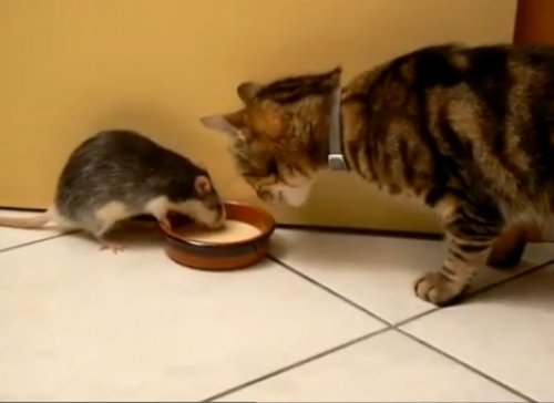 고양이 밥 뺏는 쥐 동영상
