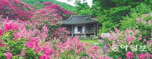 팔작지붕의 정자를 중심으로 주변 경관을 끌어들여 조성한 대표적인 조선시대 정원인 명옥헌 원림. 지금은 붉은 배롱나무 꽃이 한창이다. 담양군 제공