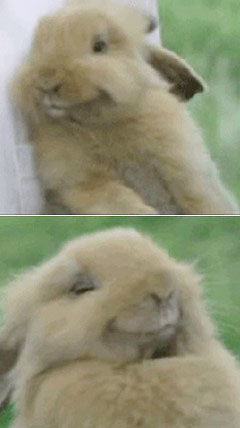 ‘행복한 토끼’