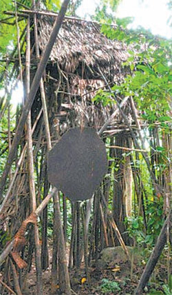 부자가 40년간 살았던 밀림 속 나무집. 전찌 홈페이지