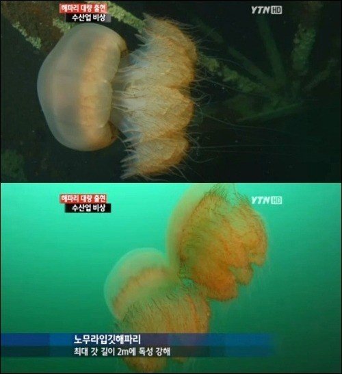 사진= 보도 영상 갈무리