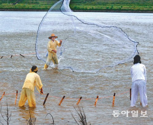 지난해 여름 경북 안동시 용상동 낙동강변에서 열린 누치 천렵에서 어부들이 그물로 누치를 잡고 있다. 안동시 제공