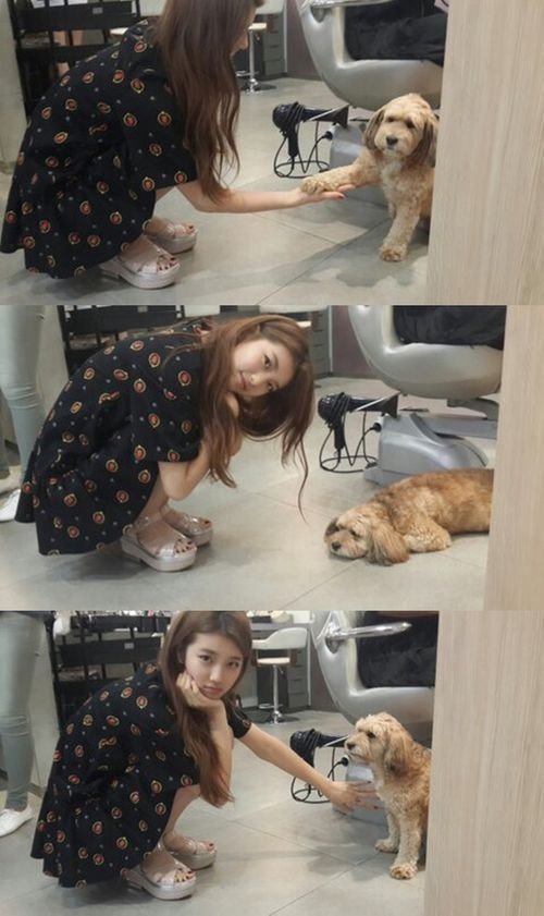 사진제공=수지-이효리 애완견 '순심이'/트위터