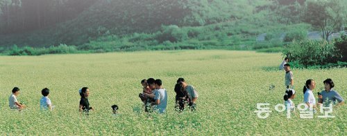 지난해 효석문화제에 참석한 시민들이 강원 평창군 봉평면 효석문화마을 일대에 조성된 메밀꽃밭을 거닐고있다. 이효석문학선양회 제공