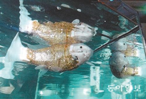 한국생산기술연구원이 2009년 부산 벡스코에 선보인 익투스V3. 자유 유영이 가능한 국내 첫 로봇 물고기.