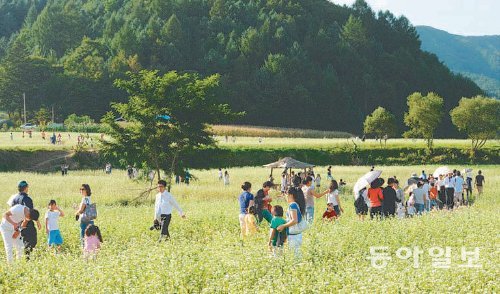 평창효석문화제가 6∼22일 평창군 봉평면 문화마을 일대에서 열린다. 드넓은 메밀밭을 배경으로 사진을 찍는 것이 최고의 인기를 얻고 있다. 평창군 제공