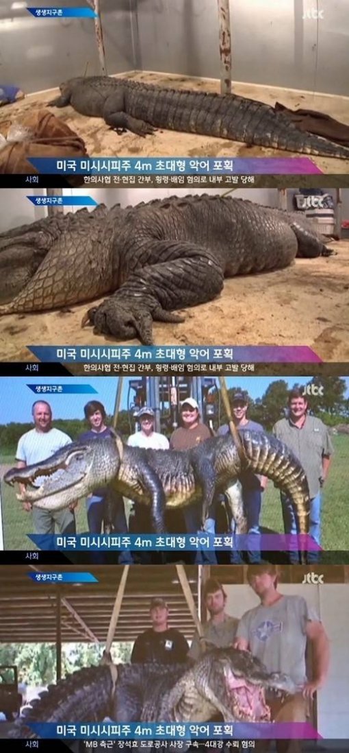 337kg 악어 포획