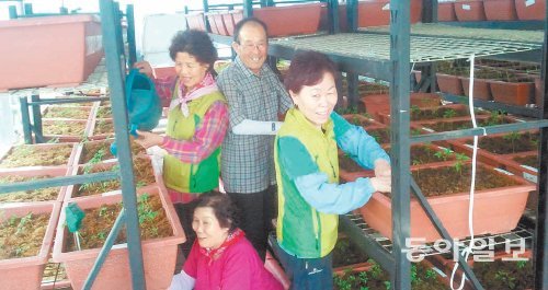 대구 달서구 월성동 싱싱한 팜 유리온실에서 주민들이 새싹삼을 재배하고 있다. 달서구 제공