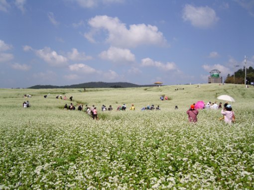 고창 메밀밭 (출처: 학원농장)