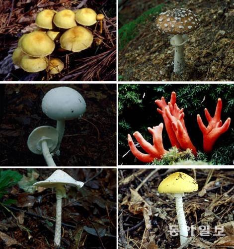 왼쪽 위부터 시계방향으로 노란다발버섯, 마귀광대버섯, 붉은사슴뿔버섯, 개나리광대버섯, 독우산광대버섯, 흰알광대버섯. 산림청 제공