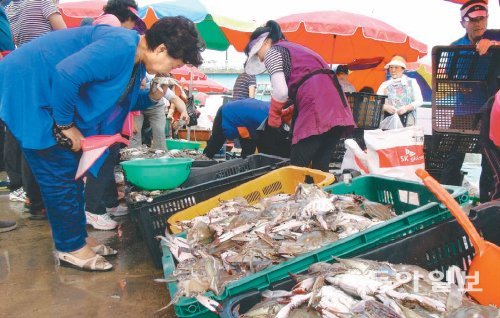 인천 남동구 논현동 소래포구어시장을 찾은 시민들이 어선에서 막 내린 꽃게를 고르고 있다. 가을에는 등딱지에 알을 품지 않는 암컷보다는 살이 꽉 들어찬 수컷이 많이 팔린다. 김영국 동아닷컴 객원 기자 press82@donga.com