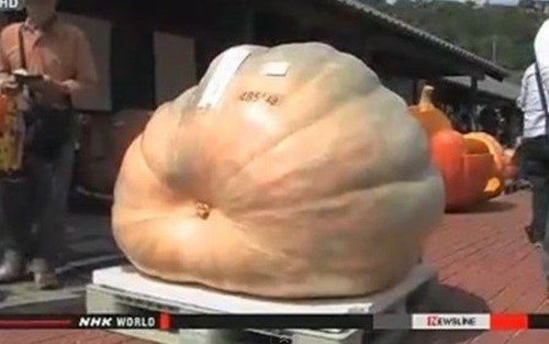 사진= 보도 영상 갈무리