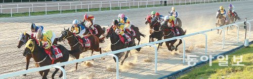‘과천벌 퀸’을 뽑는 제17회 동아일보배 대상경주가 29일 경기 과천 서울경마공원에서 열린다. 사진은 지난해 9월 23일 열린 제16회 동아일보배 대상경주에서 기수와 혼연일체가 된 말들이 치열하게 경합하는 모습. 동아일보DB