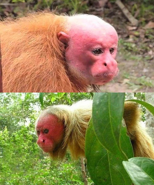 아마존 빨간 얼굴 원숭이