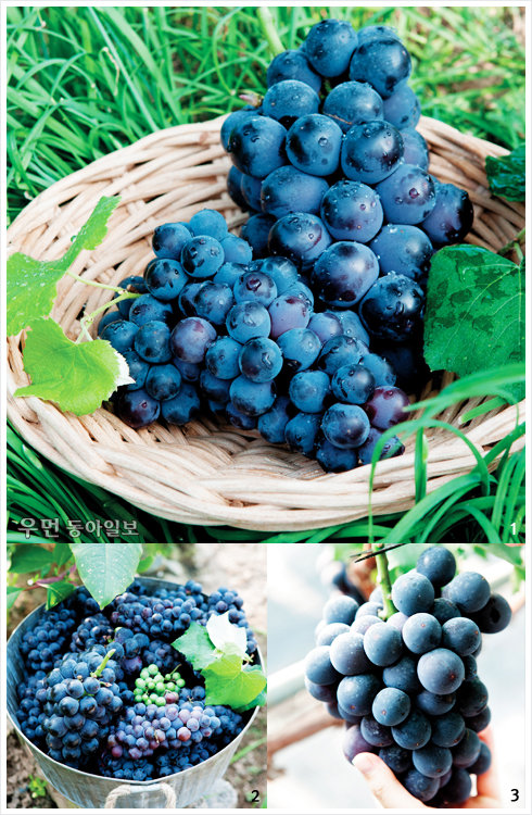 1 포도는 크게 캠벨과 거봉으로 나뉜다. 알이 작은 왼쪽이 캠벨, 알이 큰 오른쪽이 거봉. 당도는 거봉이 높은 편. 2 포도 껍질에는 알맹이 못지않은 영양분이 가득하므로 식초에 1~2분 담가 씻거나 베이킹소다를 뿌려 닦아 껍질째 먹는다. 3 거봉 겉에 묻어 있는 하얀 분은 당분으로 많을수록 달고 맛있다. 송이 위쪽이 더 달기 때문에 포도를 고를 때는 아래쪽 송이를 맛보고 고른다.