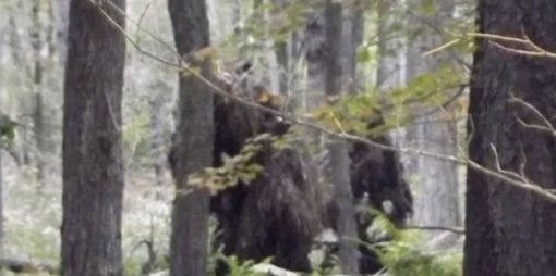 미국 빅풋 추정 생명체. 출처=유투브 Bigfoot Sighting Bradford Pennnsylvania October 2013 영상 캡처
