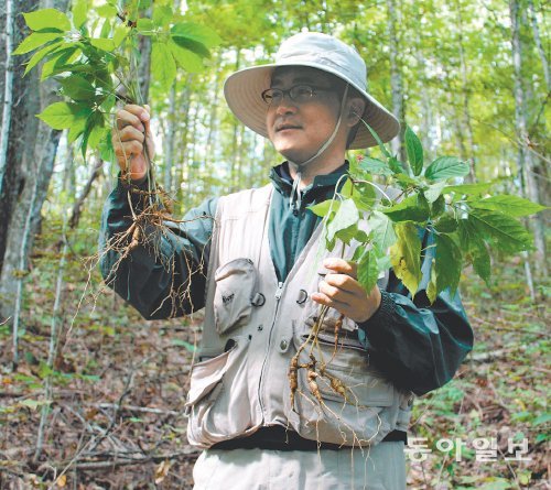 지난달 14일 미국 노스캐롤라이나 주 메니 마운틴으로 ‘산삼 찾기’ 동행 취재에 나선 신석호 특파원이 산에서 막 캐낸 산삼을 들어 보였다.