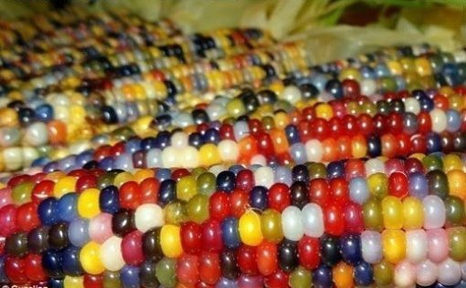 출처= 커뮤니티 게시판