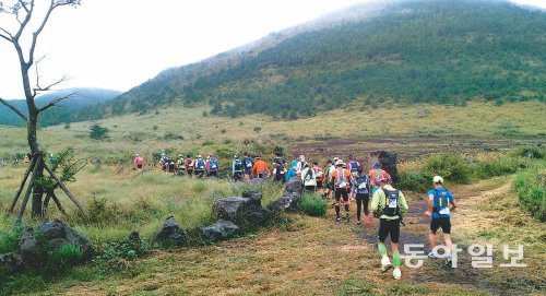 제주국제트레일러닝 100km레이스에 참가한 선수들이 마지막날 억새가 은빛으로 물든 오름 코스 등을 달리고 있다. 임재영 기자 jy788@donga.com