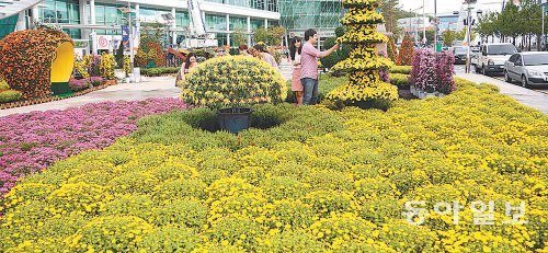 13일 개막하는 대구세계에너지총회에 맞춰 대구에서 다양한 문화축제가 열린다. 엑스코 야외광장에 마련된 국화축제장에서 시민들이 꽃을 감상하고 있다. 엑스코 제공