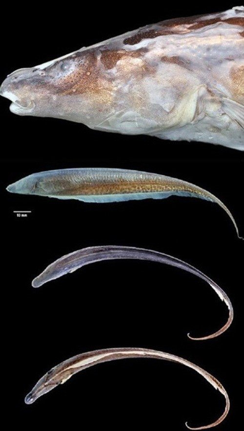 신종 전기 물고기 (사진=온라인 게시판)