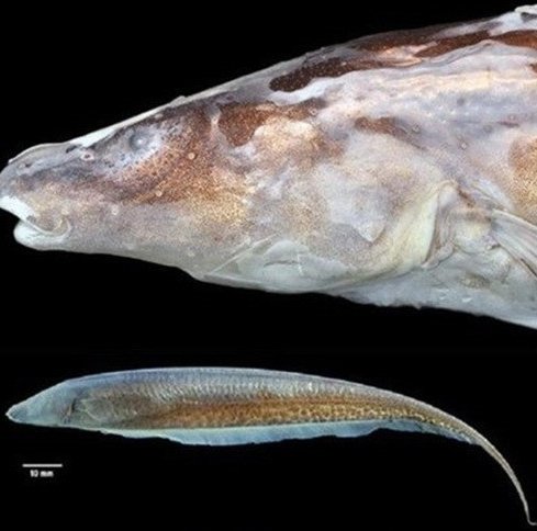 출처 = 토론토 대학 연구팀