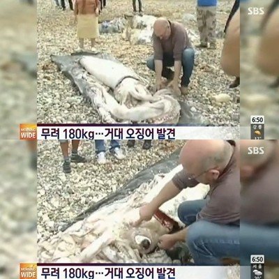 (사진=‘180kg 괴물 오징어’ /SBS 뉴스 캡처)