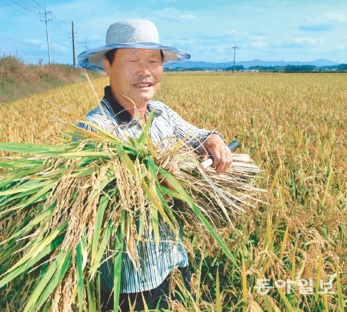 호남 들녘에 ‘풍년가’가 드높다. 2년 연속 흉년에 이은 풍년이어서 더더욱 반갑다. 20일 수확기를 맞아 황금들녘을 이룬 전남 나주 산포면에서 한 농민이 잘 여문 볏단을 든 채 밝게 웃고 있다. 박영철 기자 skyblue@donga.com