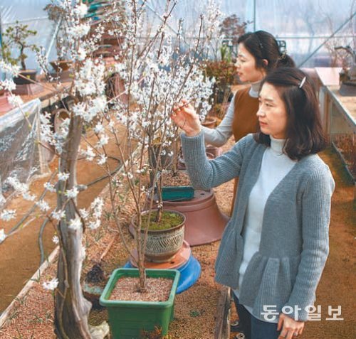 열매의 모양이 부채를 닮아 ‘미선(美扇)’으로 이름 지어진 미선나무. 동아일보DB