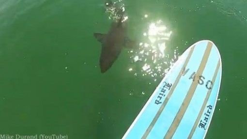 출처= 커뮤니티 게시판