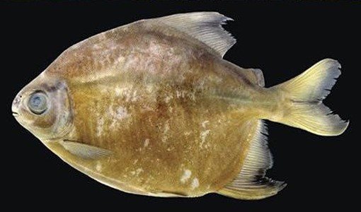 출처= 커뮤니티 게시판