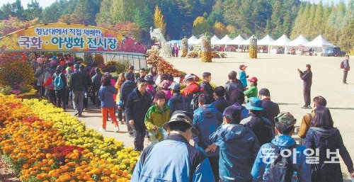 충북 청원군 문의면의 옛 대통령 휴양시설인 청남대에서 열리고 있는 국화축제를 찾은 관람객들. 충북도 제공