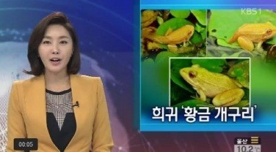 황금개구리 발견