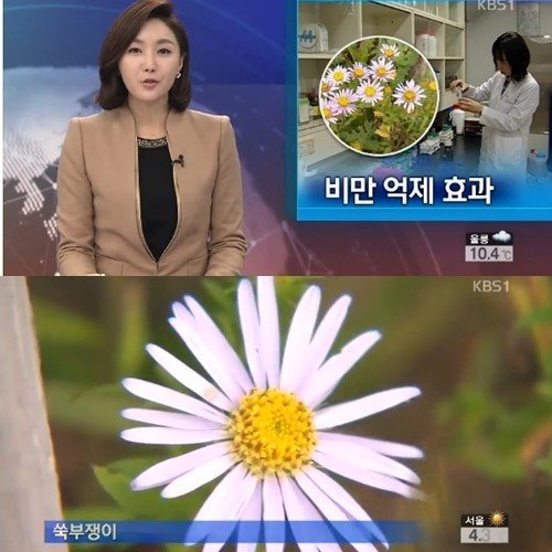 쑥부쟁이 효능