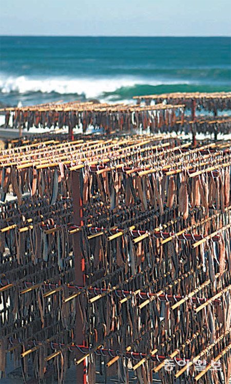 경북 포항시 남구 구룡포읍 해안가에서 바닷바람을 맞으며 건조되고 있는 과메기. 포항시 제공
