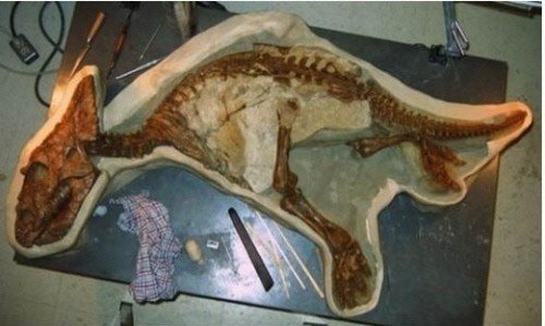 아기공룡 화석