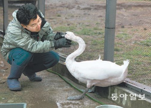 다리골절과 탈진 등으로 사경을 헤매던 멸종위기종 혹고니가 제주야생동물구조센터에 구조된 뒤 치료와 재활훈련을 거쳐 자연으로 돌아가길 기다리고 있다. 임재영 기자 jy788@donga.com