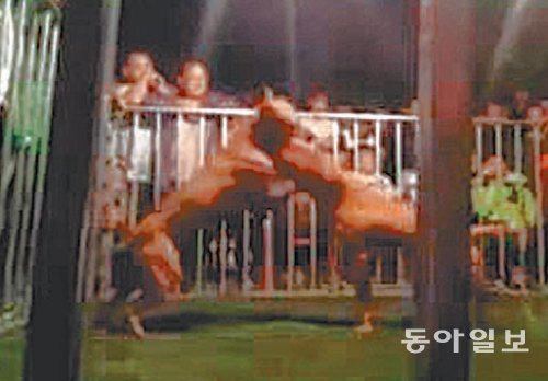 불법 투견도박장에서 싸우고 있는 핏불테리어. 한 마리가 죽거나 죽기 직전까지 싸움을 시켰다. 서울중앙지검 제공