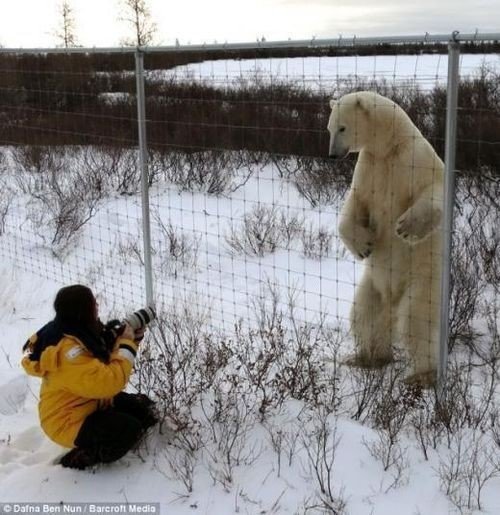 1m 앞 거대 북극곰