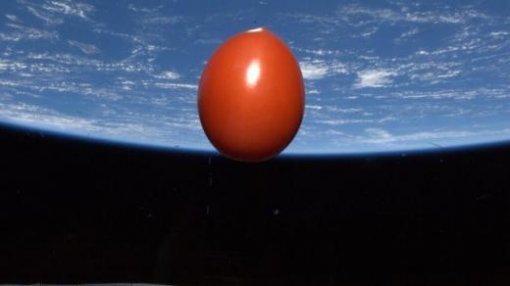 우주 토마토