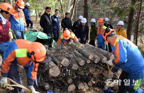 최근 경남 김해시의 한 야산에서 산림청 관계자들이 재선충병에 감염된 소나무를 잘라 훈증처리작업을 하고 있다. 산림청 제공