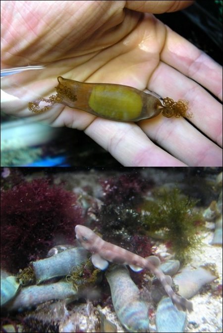 두툽상어 방류. 사진제공=부산 아쿠아리움