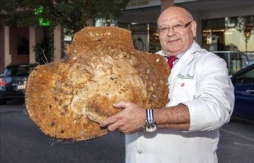 12kg 자이언트 버섯