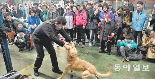 “마약탐지견 대단해요” 인천 중구 항동7가 인천본부세관 압수창고를 찾은 방문객들이 마약탐지견 장군이가 대마초를 찾아내는 모습을 지켜보고 있다. 인천 세관에는 마약탐지견 2마리가 있으며 주로 중국에서 들어오는 특송 화물이나 고춧가루 등과 함께 반입되는 수하물을 검색하고 있다. 인천본부세관 제공