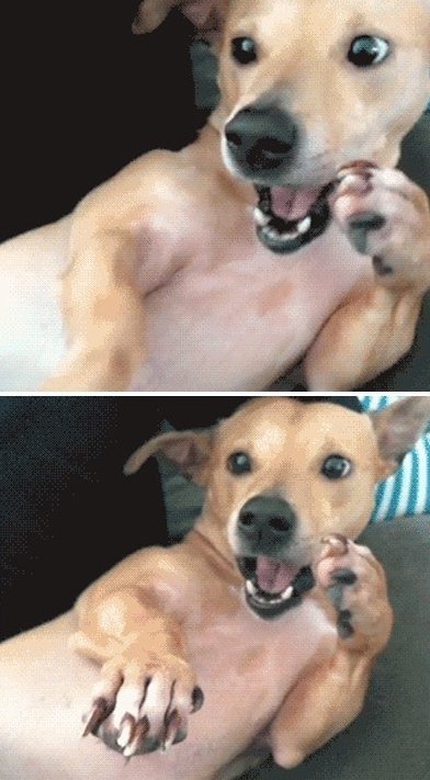 출처= 커뮤니티 게시판