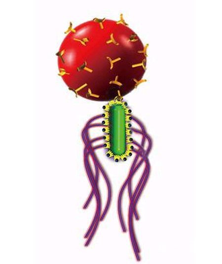 박테리아(아래쪽)가 편모를 움직여 약품이 든 캡슐형 구조체(위쪽 구슬)를 암세포에 전달한다. 박테리아에 캡슐형 구조체를 결합한 것이 바로 ‘박테리오봇’이다. 전남대 로봇연구소 제공