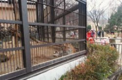최근 사고가 일어난 서울대공원 호랑이사 전경. 3년생 수컷 시베리아호랑이에게 물린 사육사는 끝내 사망했다.