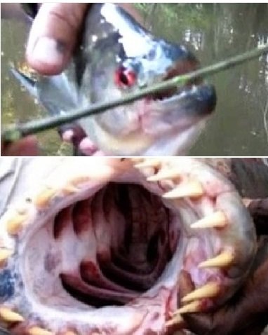 아르헨티나 식인 물고기. /사진=온라인커뮤니티