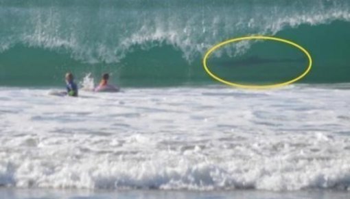 출처= 커뮤니티 게시판