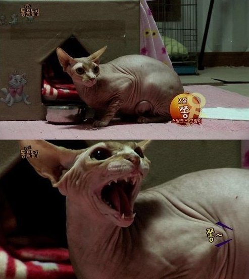 사진=SBS ‘TV 동물농장’